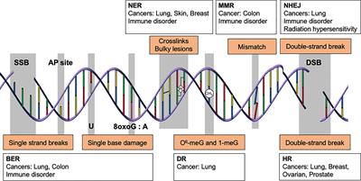 Human Variation in DNA Repair, Immune Function, and Cancer Risk